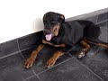 Rotweiler