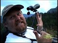 Washington Bear in the wild