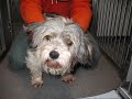 Chien Daisy