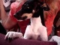 Jubal Rat Terrier Guarding Owner Jubal Rat Terrier Guarding Owner