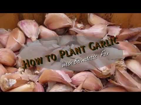 how to replant garlic cloves