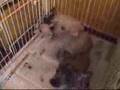 チャイニーズクレステッドドッグ3