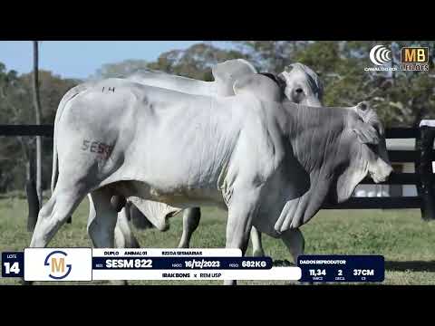 2� DE OLHO NA FAZENDA NELORE SESMARIAS