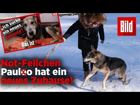 Wie der Hund Paule ein neues Zuhause gefunden hat