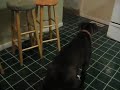 boxer max 2