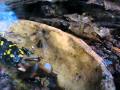 Salamandra algira tingitana (cb) catching a worm