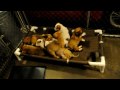 Rescue puppies - 8 wk old rescue pups available - English Setter Husky mix?  Dec 12, 2009