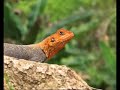 L�zard du Cameroun