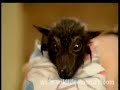 xanadu, a one week old flying fox baby, enjoys the loving care of veterinarian jeanny maclean and animal carer sandra k�hne. also two new babies arrive at the busy hospital: paulie and sophie have to say goodbay to their prior nanny fay. will they adapt to the hundreds of bats that live at the jeanny's hospital?