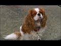 Little Britain USA: Introducing Phyllis (HBO) Little Britain USA: Introducing Phyllis (HBO)
