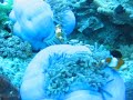 Scuba Diving Similan Islands Thailand (7)