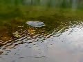 Nice trout on dryfly Nice trout on dryfly