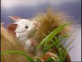 The Lion and the Mouse - Puppet Show