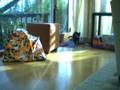Timelapse Kittens