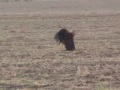 eagle takes down deer eagle takes down deer