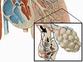 How the Body Works : The Respiratory System