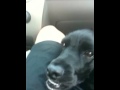 videos de Roadtrip pup