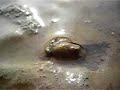 Bivalve mollusk locomotion in sediment Bivalve mollusk locomotion in sediment