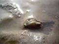Bivalve mollusk locomotion in sediment