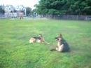 K9 Distraction Training