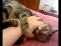 Il mio Gatto Amore è Un po\ Il mio Gatto Amore è Un po\