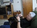 Yorkie Flosses Teeth