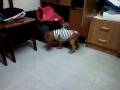 videos de janedog