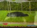 hilarious bear