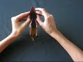 Tutorial de Origami - Elefantito Tutorial de Origami - Elefantito