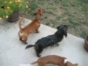 Moby, Maggie and Uter