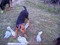 Airedale Terrier video