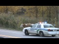 Cops scare and over kill young calff. trigger happy animal cruelty 101 Gatineau Quebec.