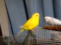 Budgie, Happy birthday Leo , 10 years old (5) - YouTube