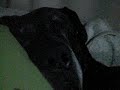 Deutsche Dogge Geisha schnarcht, Great Dane
