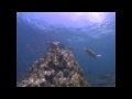 Immersione a SIPADAN parte 3 di 3 (Malesia)