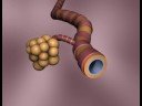 Lungenbl�schen