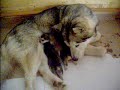zara e i suoi cuccioli a due giorni di vita