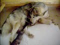 zara e i suoi cuccioli a due giorni di vita