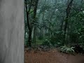 Monsoon rain in Kerala - Konni area