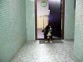 Boyero de Berna video