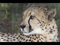 Photographing Cheetahs