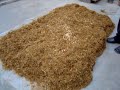 Oyster mushroom 0