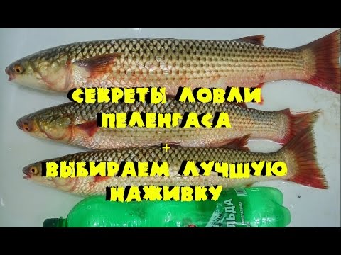 ловля пеленгаса на дону на креветку с лодки ловля пеленгаса на дону на креветку с лодки