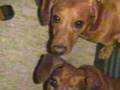 PERROS SALCHICHASBRUNO Y LUNA VIDEO COMPROMISO