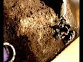 Angela Eats a Mouse - Brachypelma Smithi