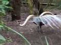The Amazing Lyrebird