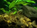 Aquario de 15 litrosFauna : 5 Neon     1 Bótia Yoyo     1 Carangueijo     1 Agulha 