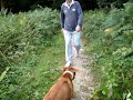 Rhodesian Ridgeback fern hopping