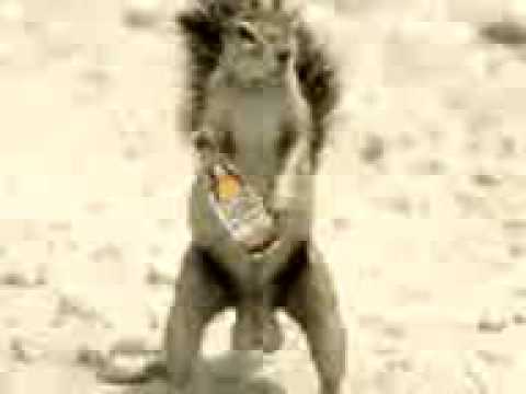 Fotos Graciosas Animales Borrachos | animales ebrios borrachos taringa Fotos Graciosas Animales Borrachos | animales ebrios borrachos taringa