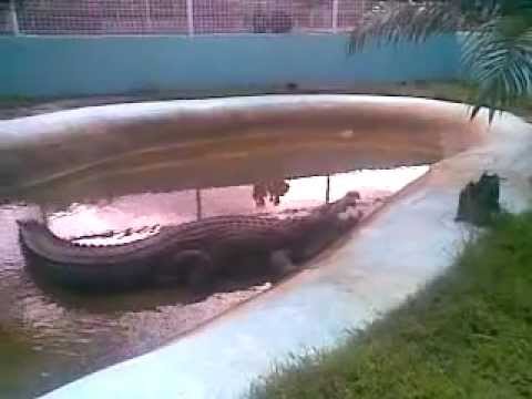 Salt water Croc